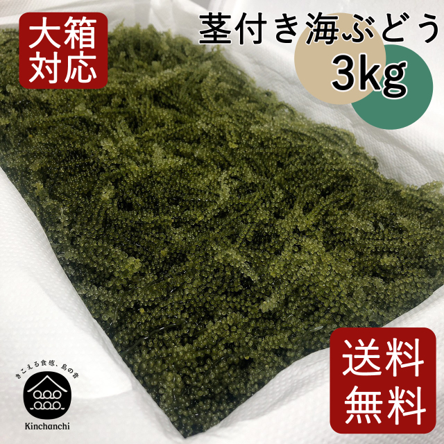 茎付き海ぶどう