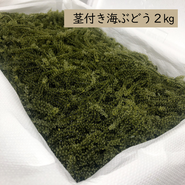 茎付き海ぶどう2㎏