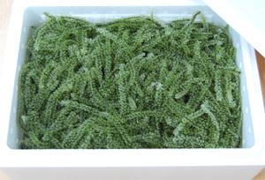 沖縄産生海ぶどう特A500g