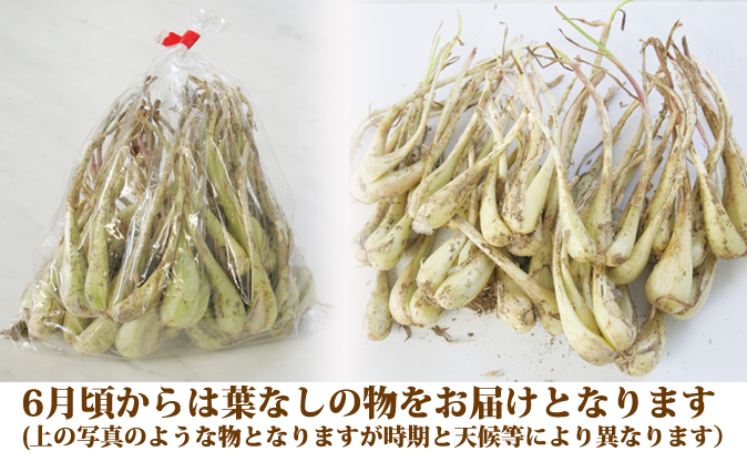 送料無料 ワケあり島らっきょう 土付き 1kg 海ぶどうの通販なら Kinchanchi