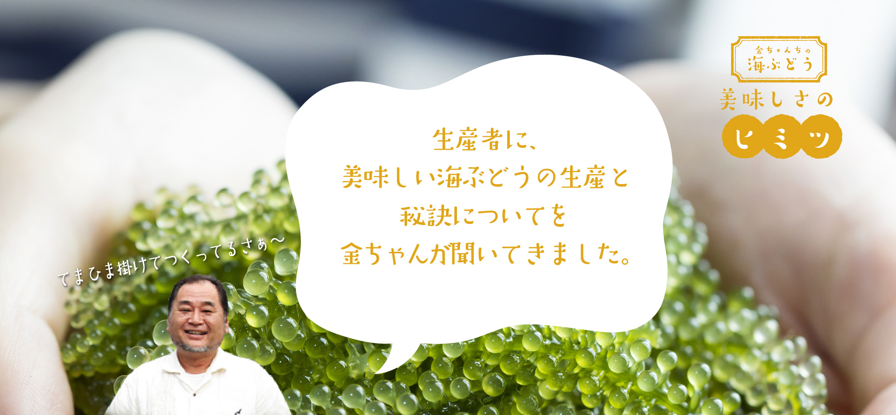 生産者に、美味しい海ぶどうの生産と秘訣についてを金ちゃんが聞いてきました。